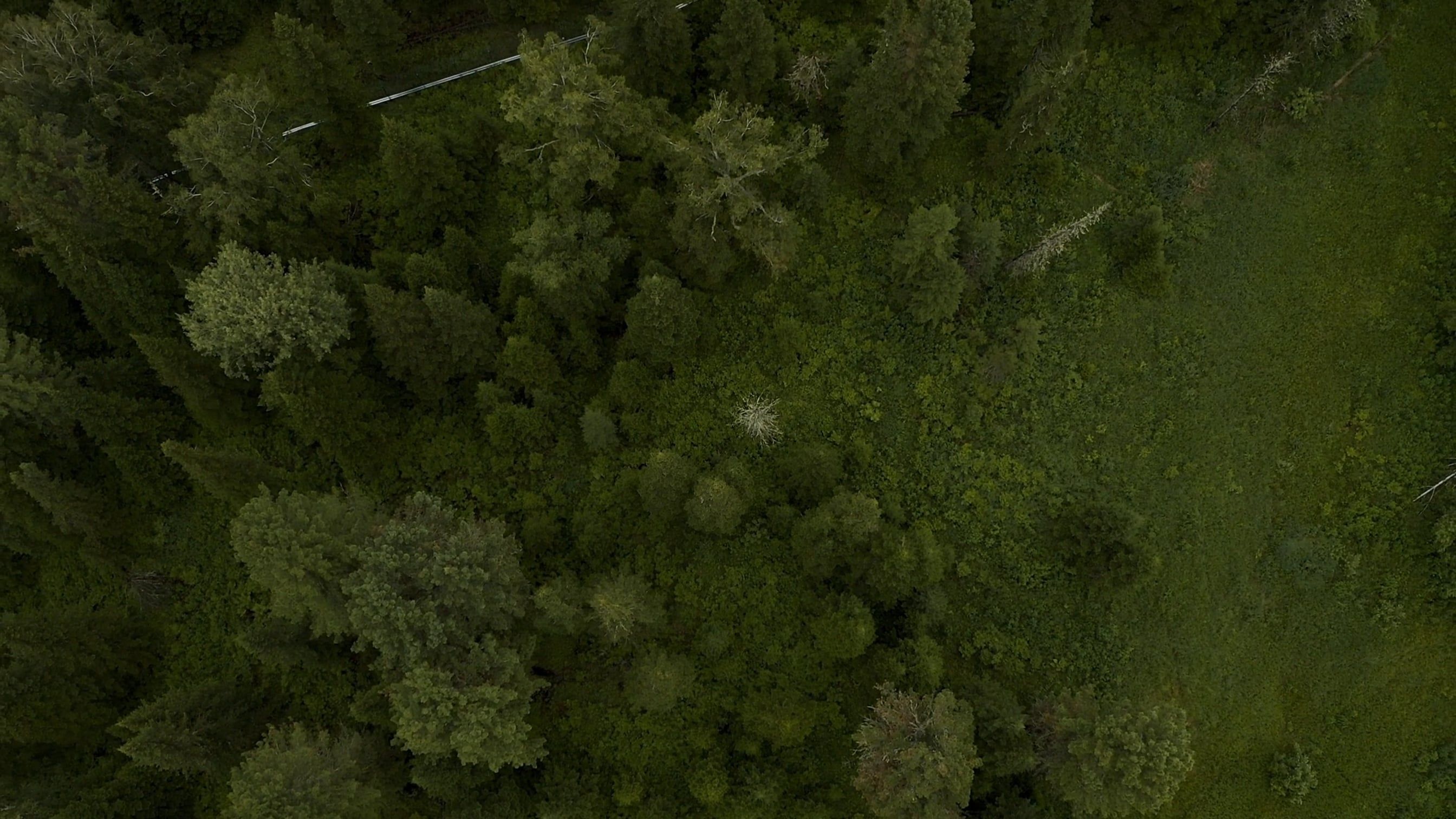 Drone Footage of Pine Trees on a Mountain · Free Stock Video