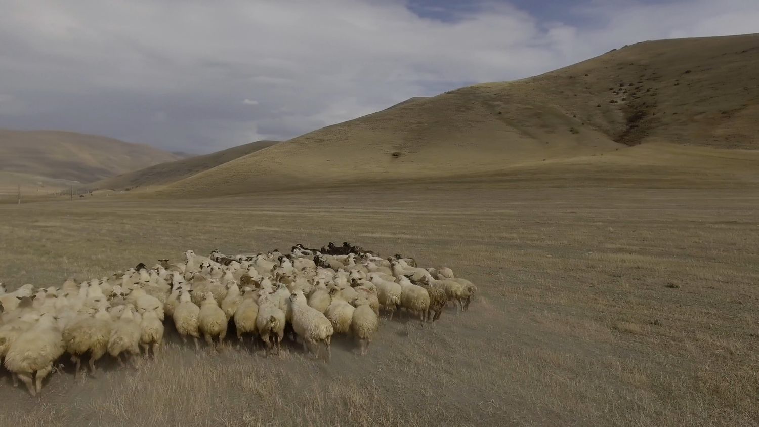 Sheep Running Videos, Download The BEST Free 4k Stock Video Footage ...