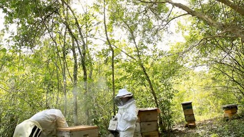 Beekeepers Using a Bee Smoker on a Hive