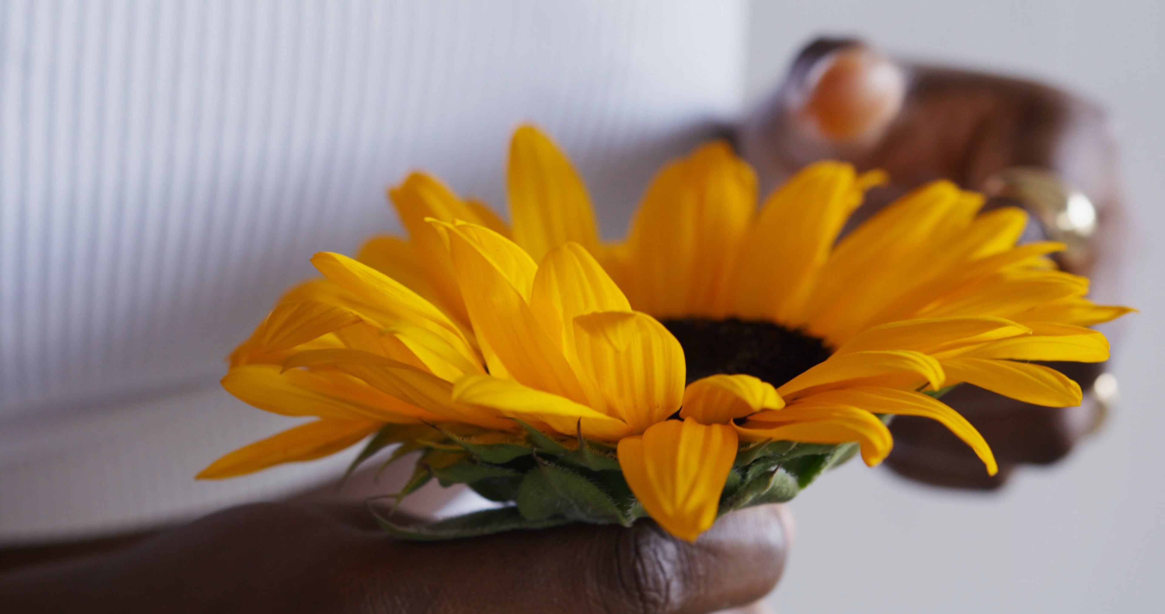 Close Up Video of a Sunflower Free Stock Video Footage, Royalty-Free 4K ...