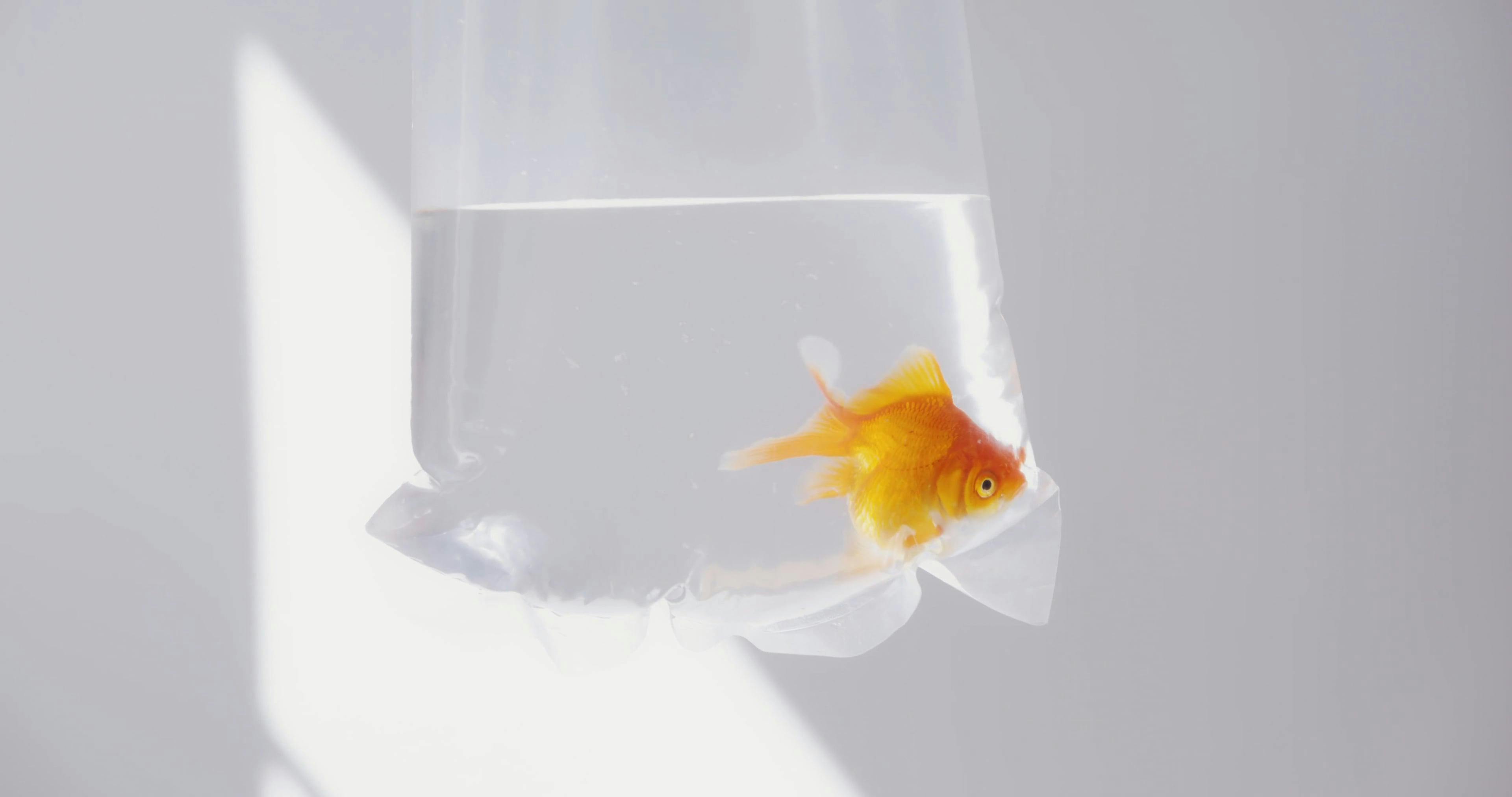 A Goldfish in a Plastic Bag · Free Stock Video