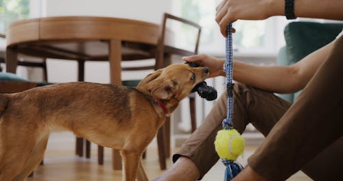 A Man Playing With His Dog