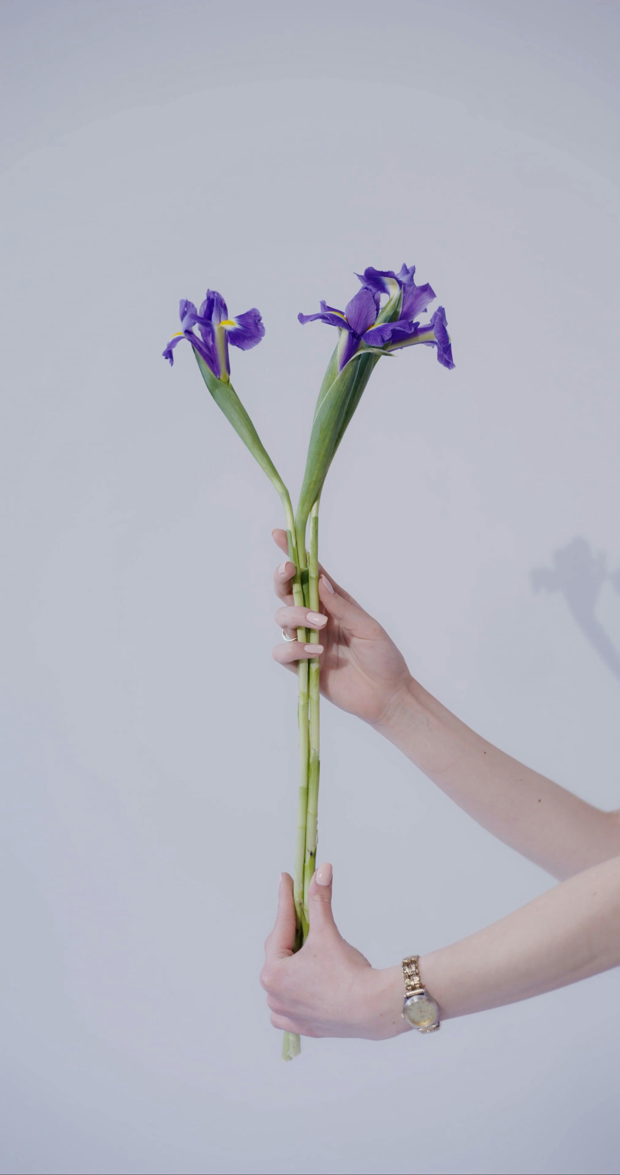 A Person Holding Flowers by the Stem · Free Stock Video