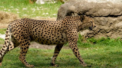 A Pair Of Cheetah Free Stock Video Footage, Royalty-Free 4K & HD Video Clip