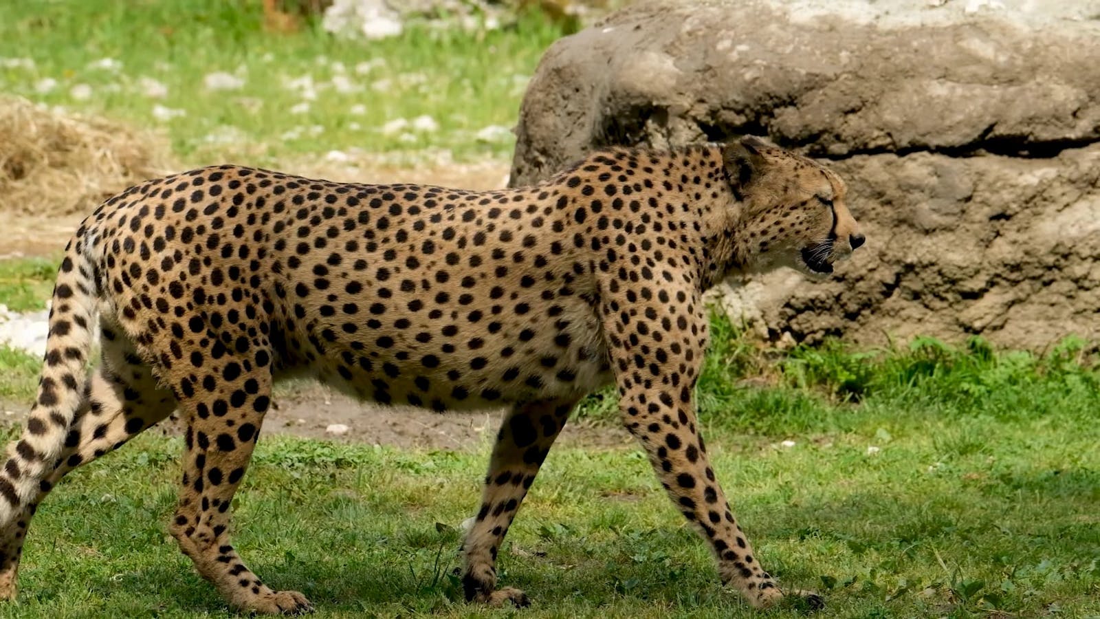 Cheetah Videos, Download The BEST Free 4k Stock Video Footage & Cheetah ...