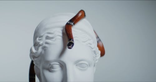 Snake Crawling On A Ceramic Head Bust