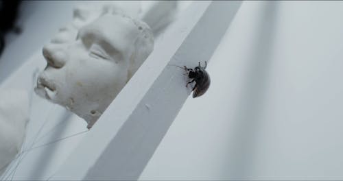 An Insect Crawling On Ceramic Face Sculptures