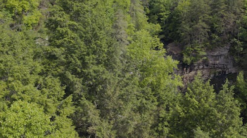 A Waterfalls From The Cliff Of A Mountain Forest