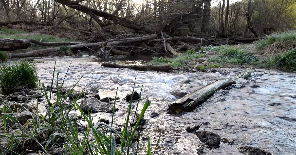 Logging Rivers Clogged Logs Blocking the Flow of the River Free Stock Video Footage, Royalty ...