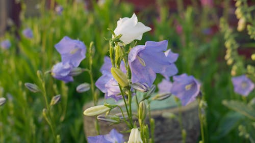 Close-up Footage of Bell Flowers