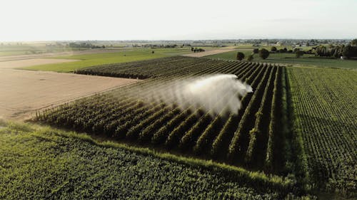 Drone Footage of a Vineyard