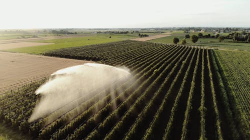 Watering a Vineyard