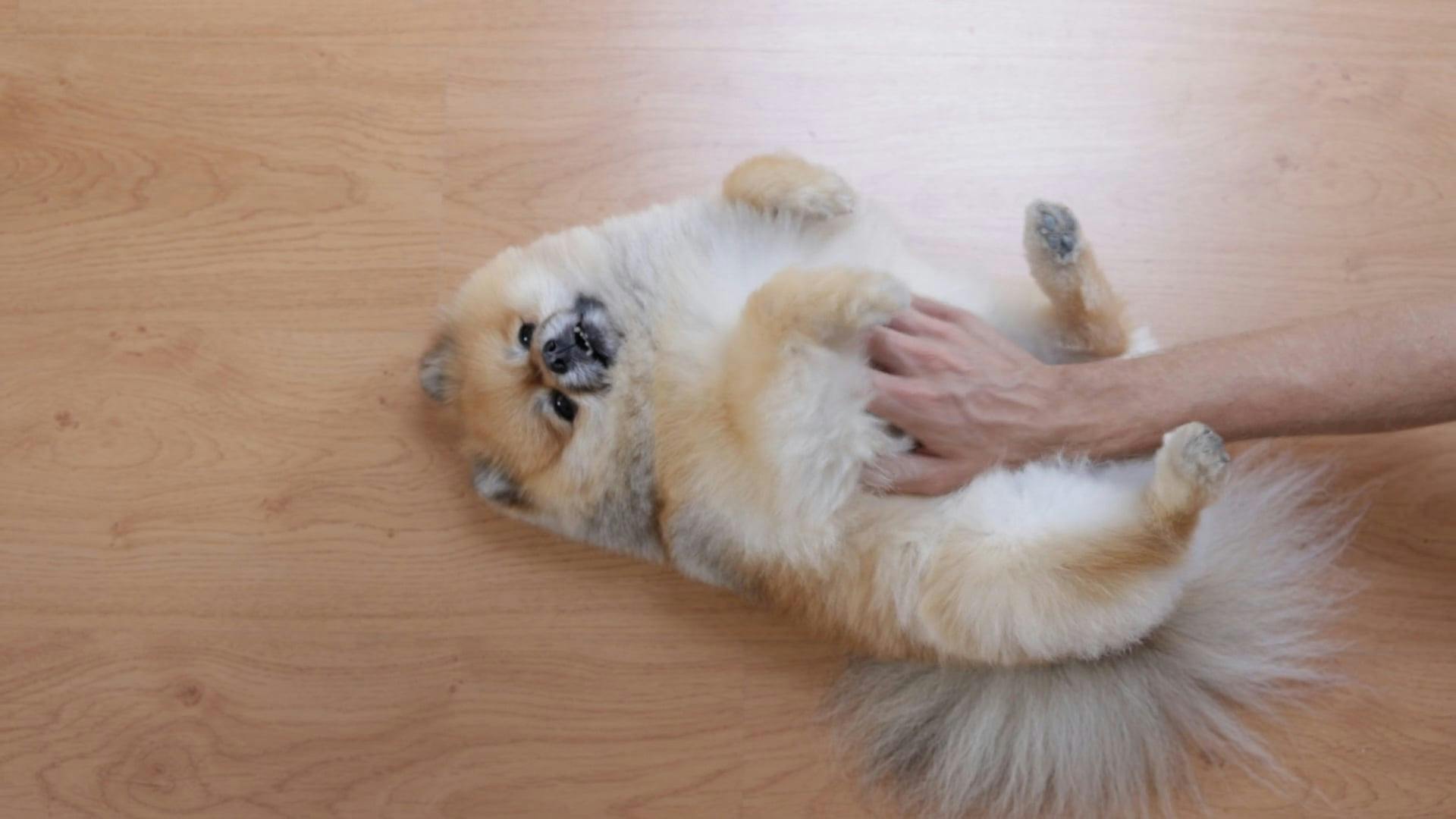 A Person Rubbing a Dog's Belly Free Stock Video Footage, RoyaltyFree