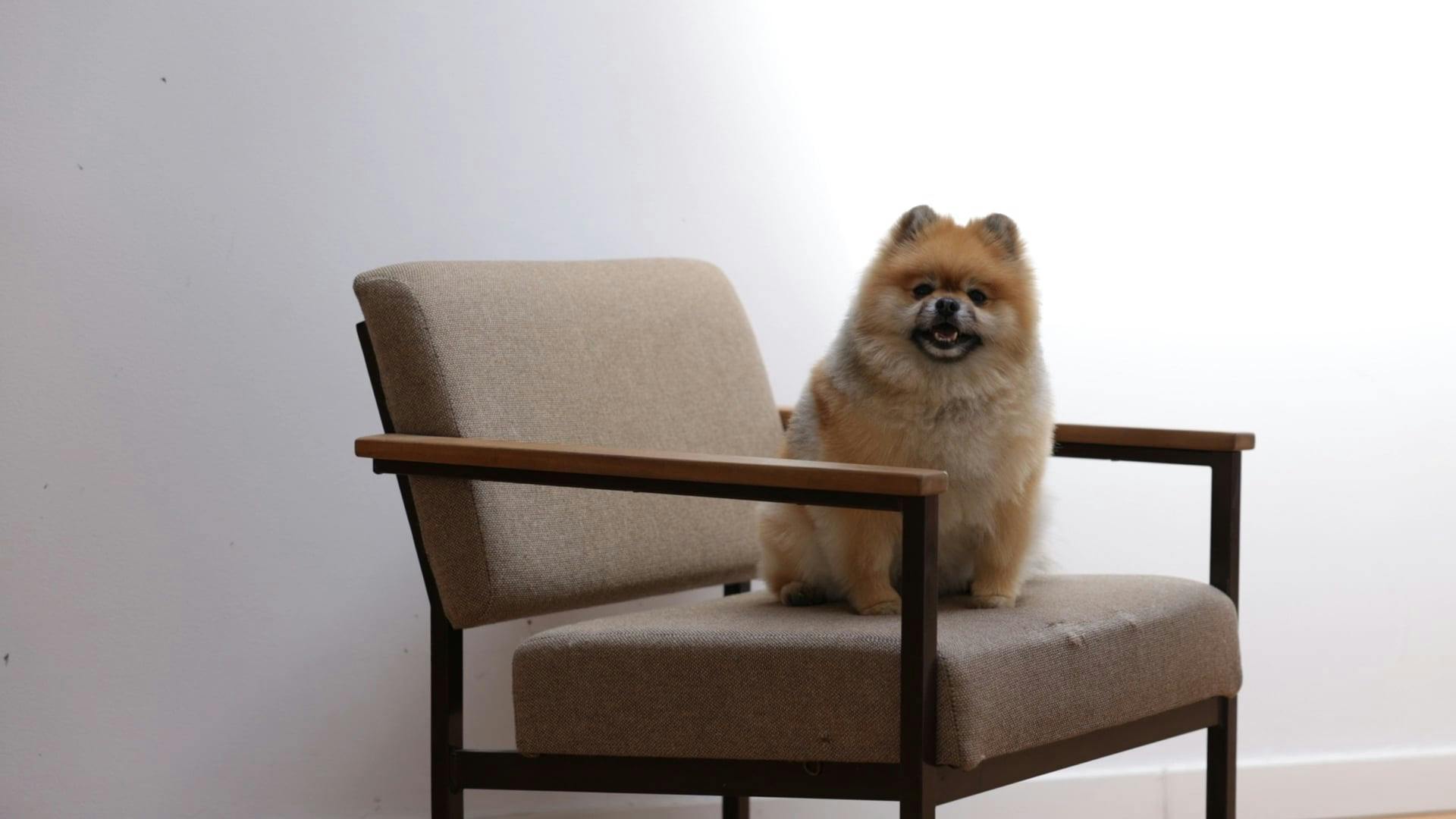 A Dog Sitting on the Chair · Free Stock Video