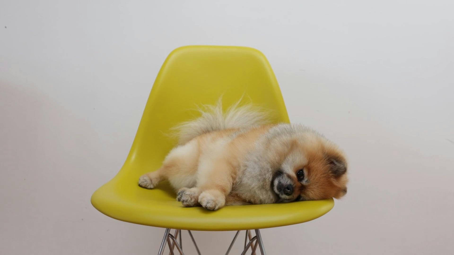 A Dog Eating on the Bed · Free Stock Video