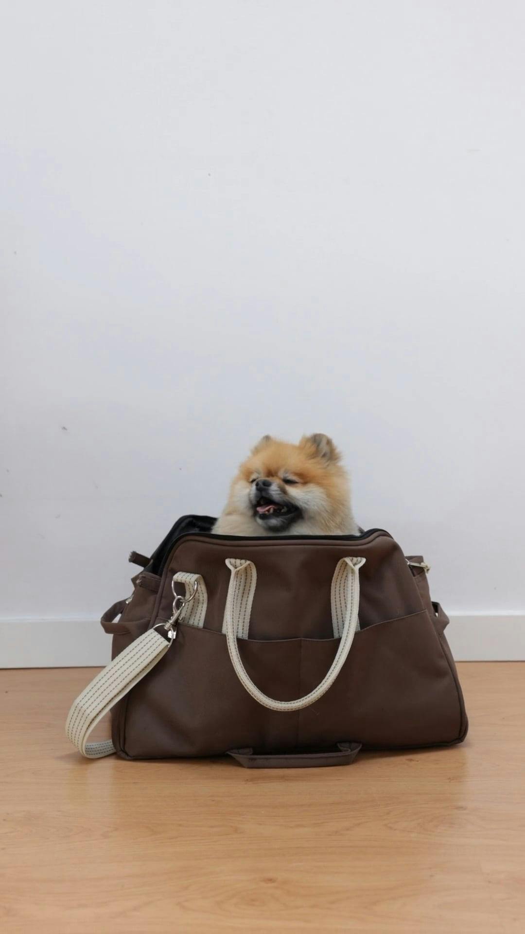 A Cute Dog Inside a Bag · Free Stock Video