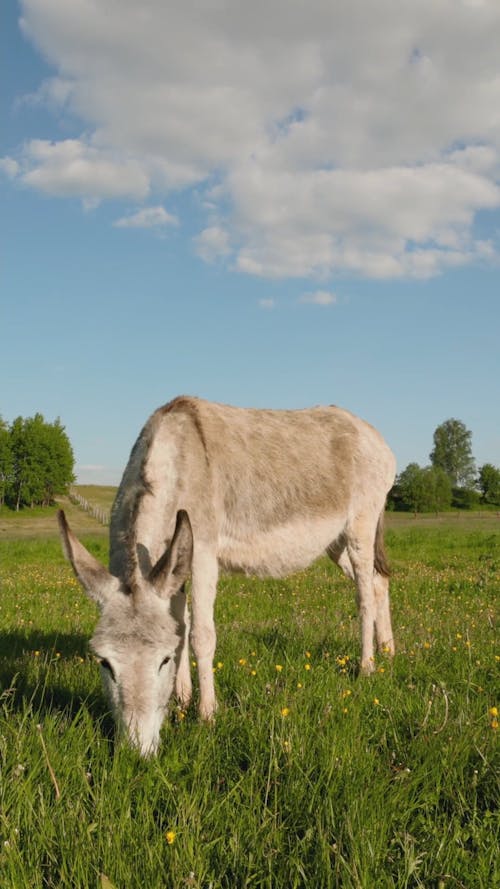 A Donkey Eating Grass