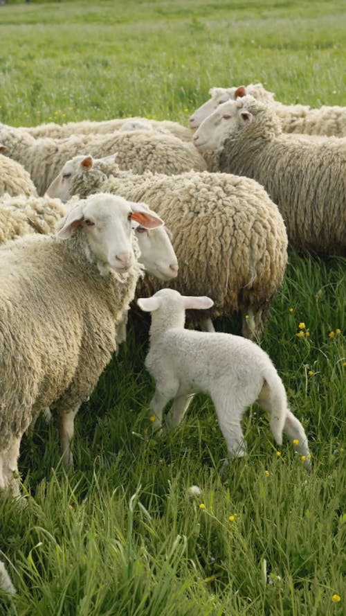 Sheep Walking at The Grass Field