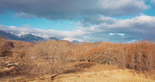 Drone Footage Trees and Mountains