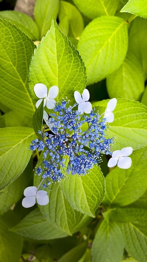 Best Hydrangea Videos 100 Free Download Pexels Stock Videos