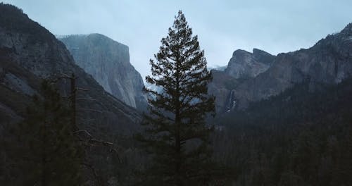 Aerial Footage of a Tree