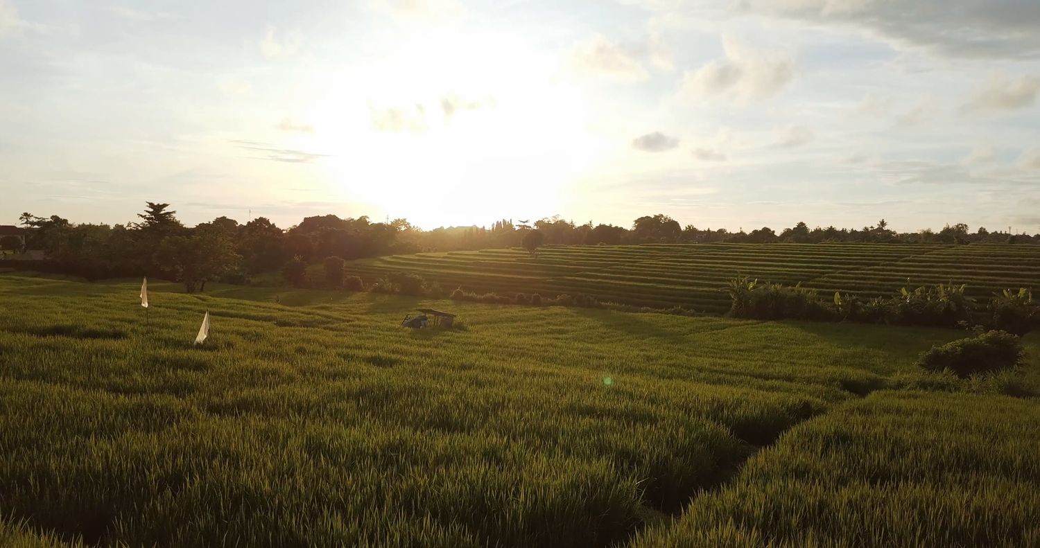 Rice Field Sunset Videos, Download The BEST Free 4k Stock Video Footage ...