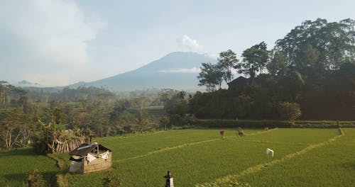 Aerial Footage of Rice Fields