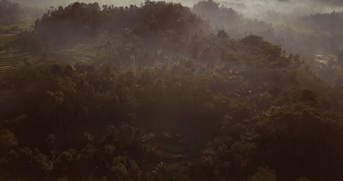 Aerial Footage of a Forest