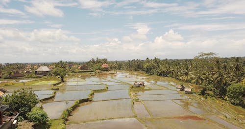 Drone Footage of Rice Paddies