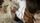 animal affection