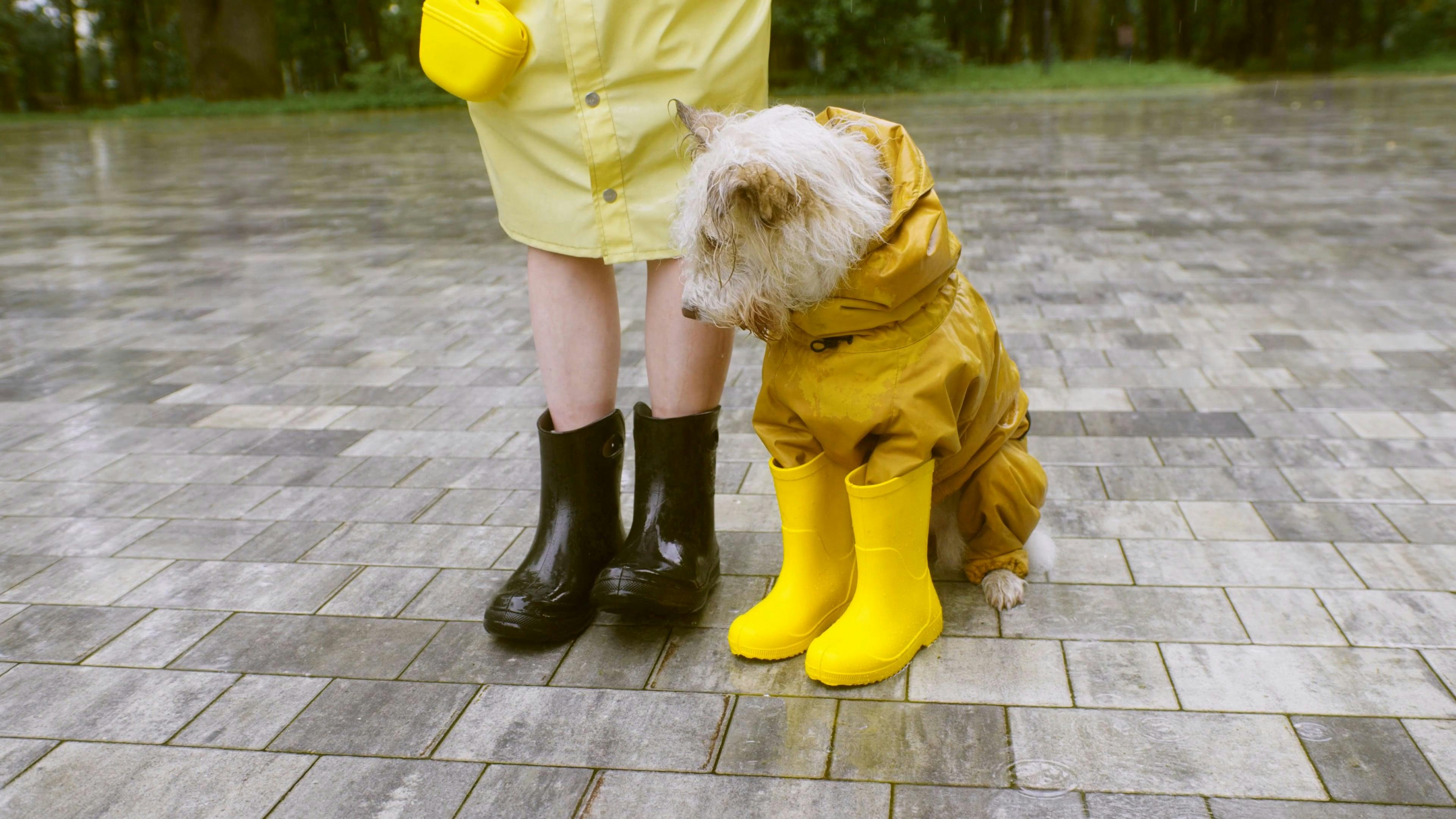 A Dog Wearing a Raincoat Free Stock Video Footage, RoyaltyFree 4K & HD