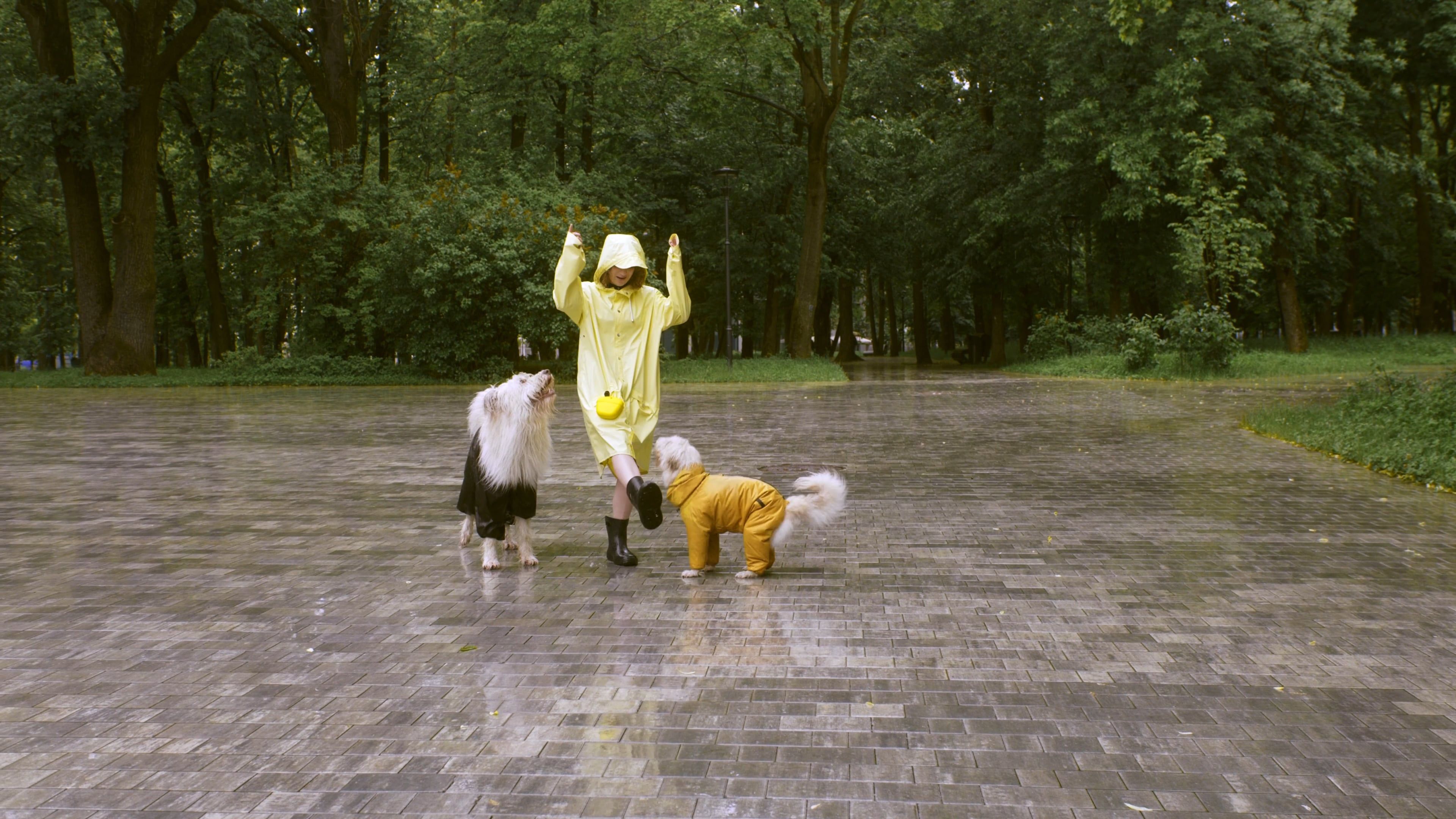 woman playing with her dogs 8498890