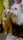 dogs