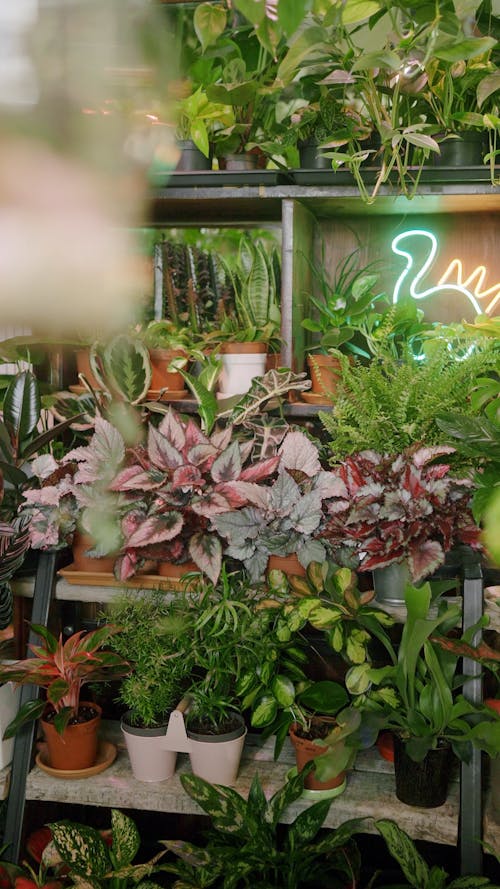 Different Plants on a Rack