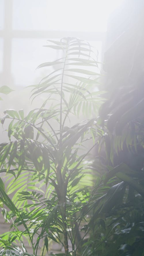 Indoor Plants in the Sunlight