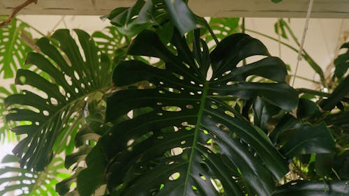 Close Up of Monstera Leaves