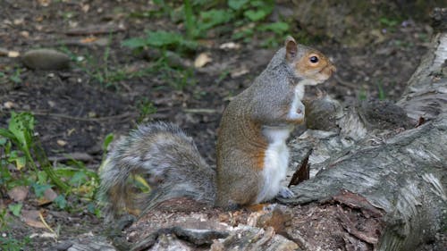 Video of a Eastern Gray Squirrel