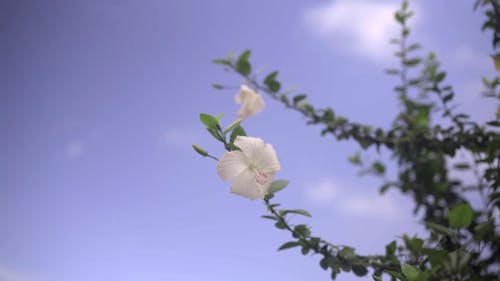 Wiatr Wiejący W Kwiaty Pod Jasnym Niebem