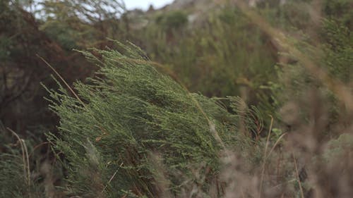 Strong Winds Blowing on a Bush