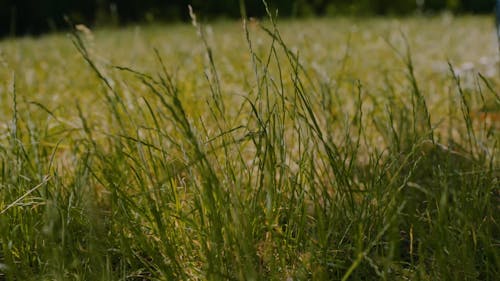 Ground Level Shot of a Woman Walking on Grass Barefooted 