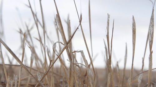 Close-Up Video Of Dry Straw