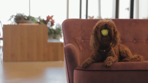 棕色的小狗玩球的視頻