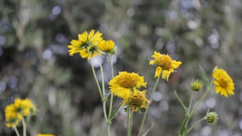 Flowers Blowing In The Wind