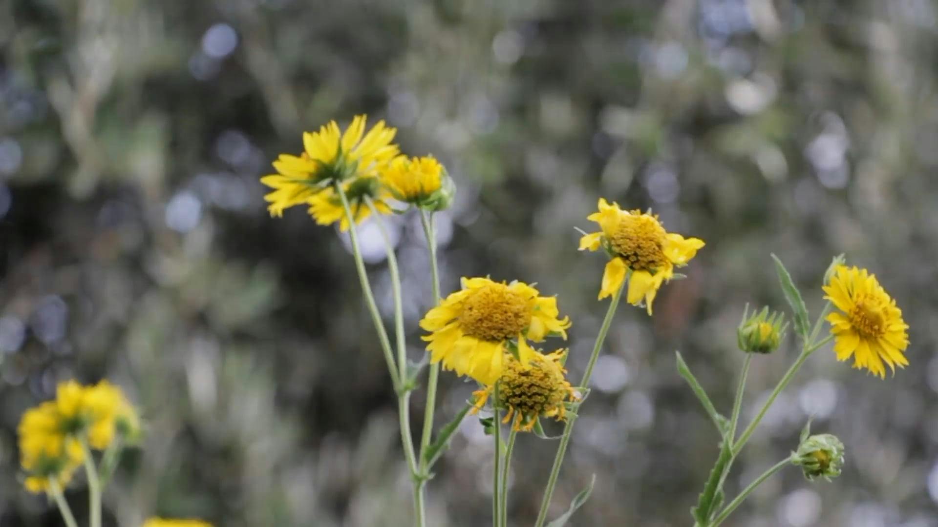 Flowers Blowing In The Wind · Free Stock Video