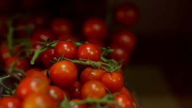 picking up cherry tomatoes