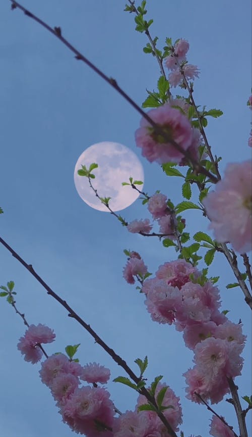 A Moon in the Sky and Blooming Flowers