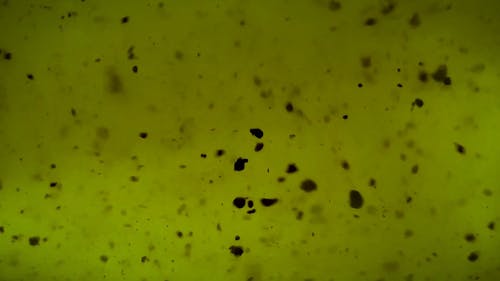Video Of A Dirty Green Liquid