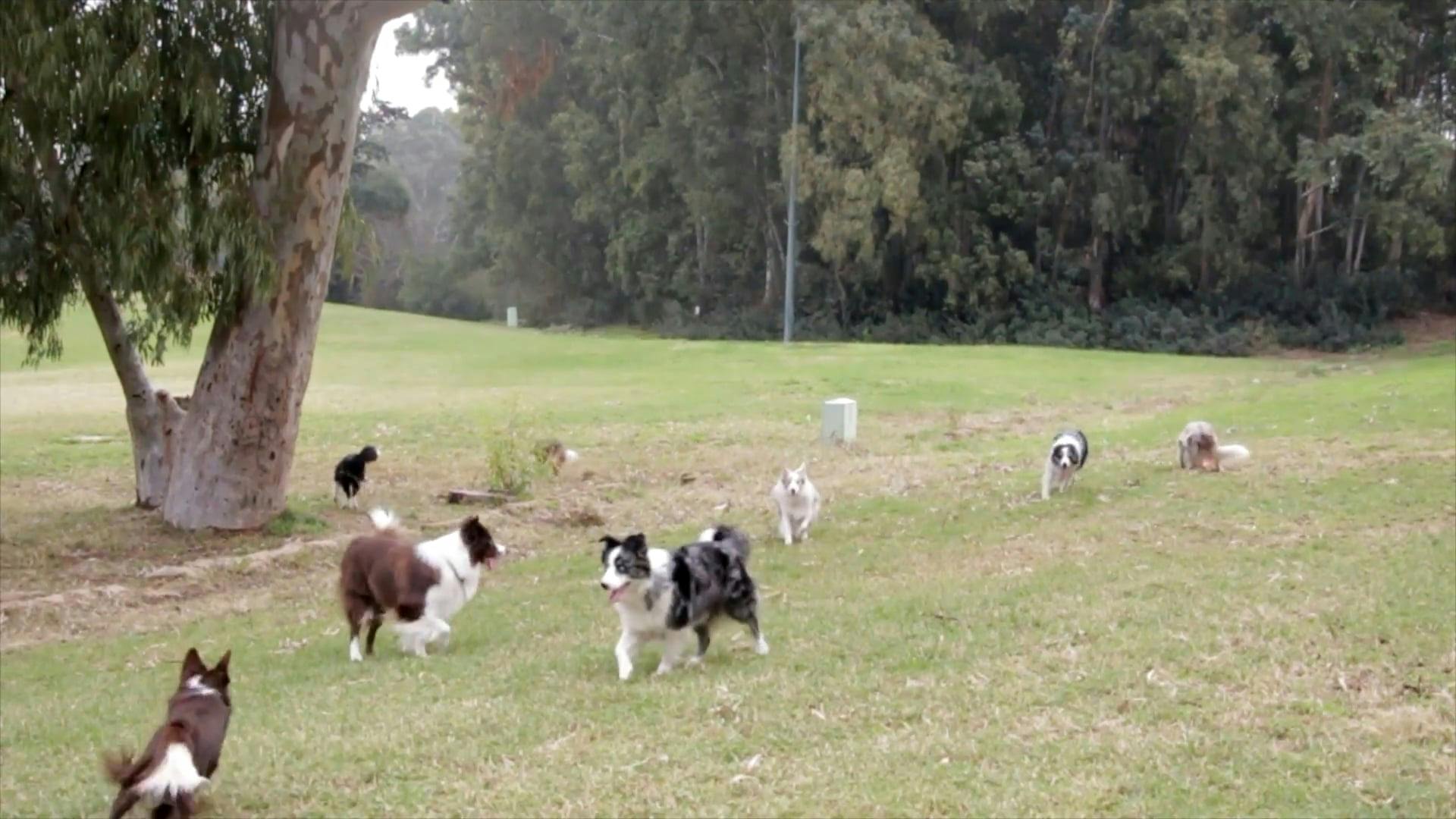 Dogs Playing Free Stock Video