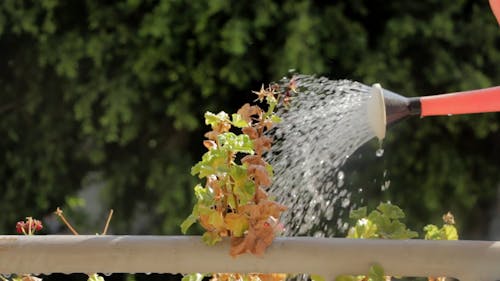 Video Of Watering Plants