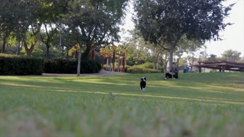 Jugando Con El Perro En El Parque